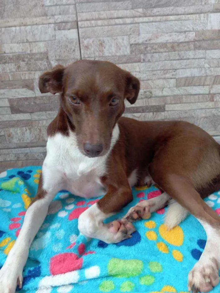 Cachorro raça Srd idade 2 anos nome Serena 