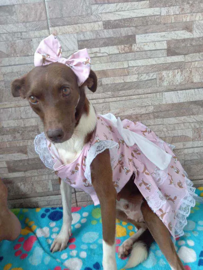 Cachorro raça Srd idade 2 anos nome Serena 