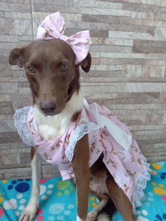 Cachorro raça Srd idade 2 anos nome Serena 