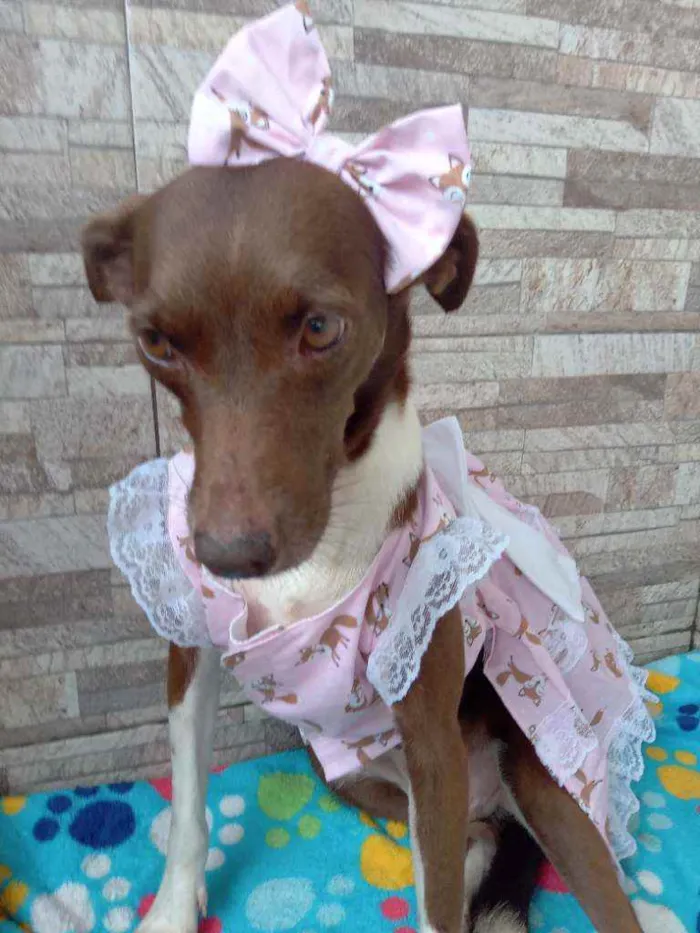Cachorro raça Srd idade 2 anos nome Serena 