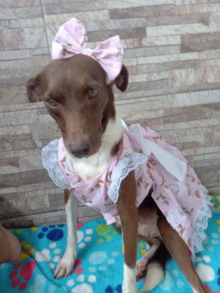 Cachorro raça Srd idade 2 anos nome Serena 