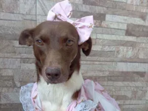 Cachorro raça Srd idade 2 anos nome Serena 