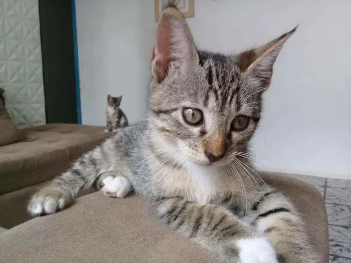 Gato raça Vira lata idade 2 a 6 meses nome Mel