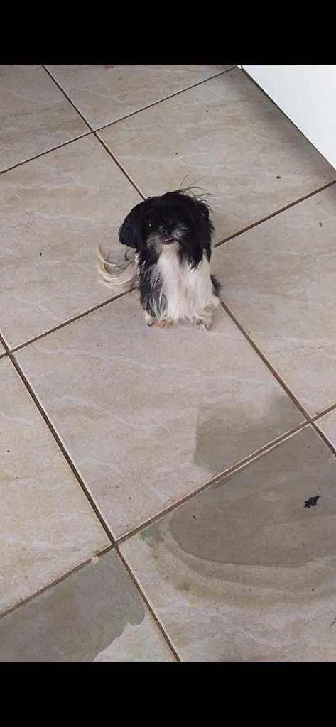 Cachorro ra a Shih Tzu idade 2 anos nome Fred e Milu
