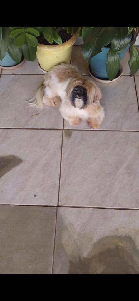 Cachorro ra a Shih Tzu idade 2 anos nome Fred e Milu