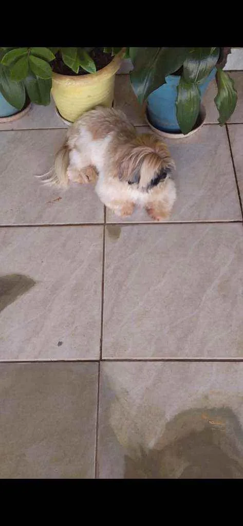 Cachorro ra a Shih Tzu idade 2 anos nome Fred e Milu