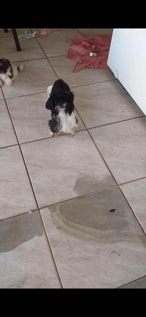 Cachorro ra a Shih Tzu idade 2 anos nome Fred e Milu