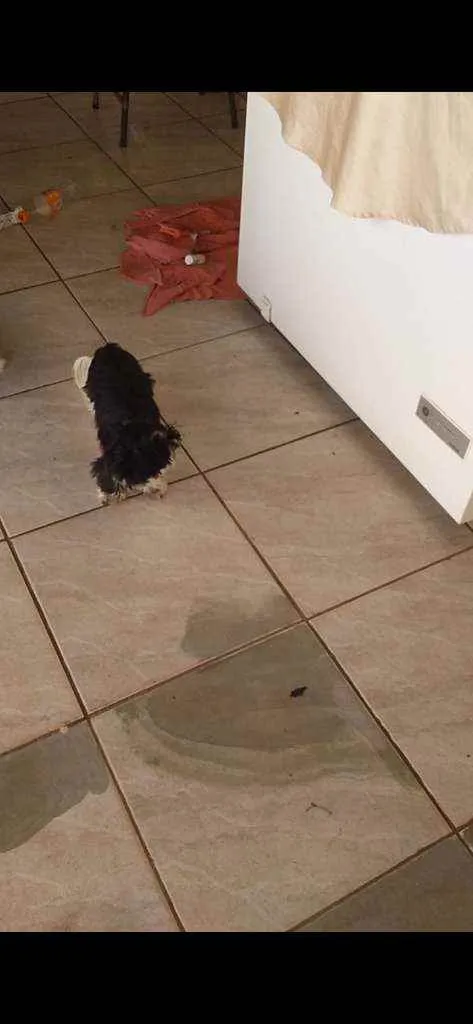 Cachorro ra a Shih Tzu idade 2 anos nome Fred e Milu