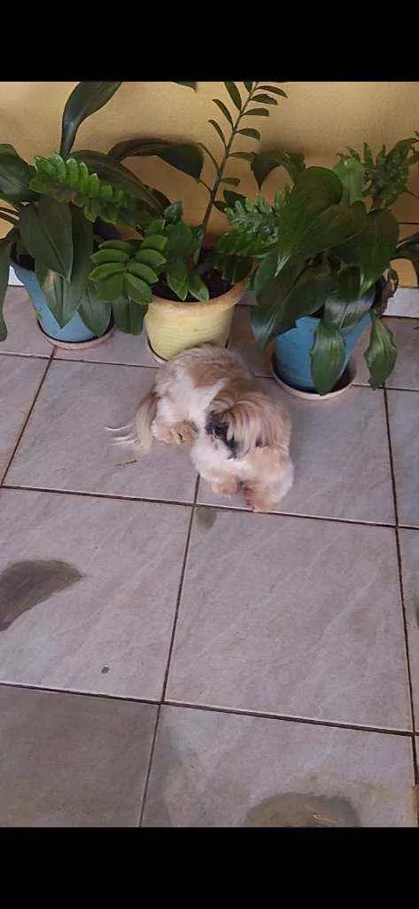 Cachorro ra a Shih Tzu idade 2 anos nome Fred e Milu