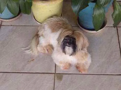 Cachorro ra a Shih Tzu idade 2 anos nome Fred e Milu