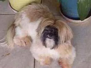 Cachorro ra a Shih Tzu idade 2 anos nome Fred e Milu