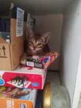 Geraldine 