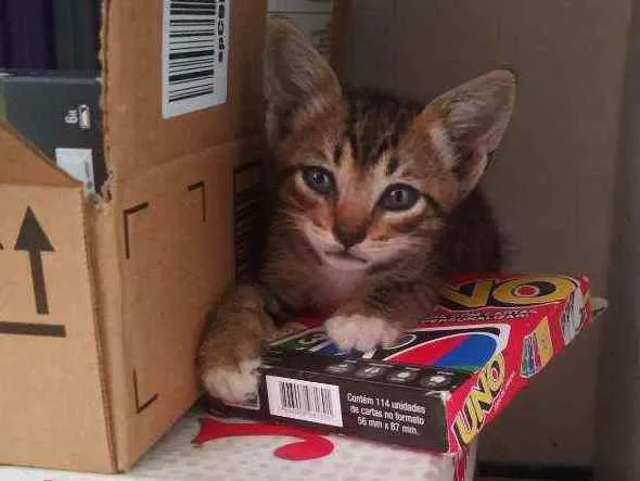 Gato ra a  idade Abaixo de 2 meses nome Geraldine 