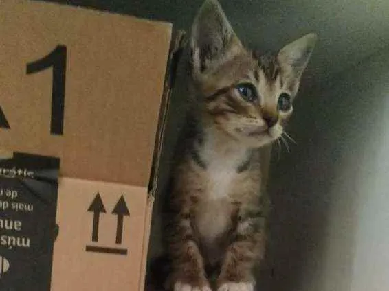 Gato ra a  idade Abaixo de 2 meses nome Geraldine 