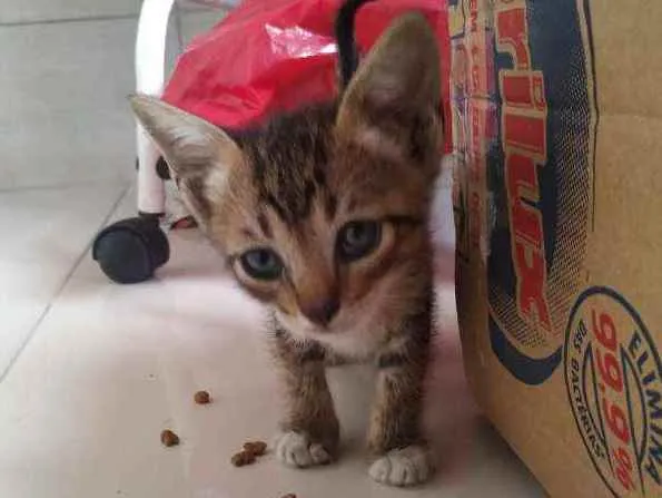 Gato ra a  idade Abaixo de 2 meses nome Geraldine 