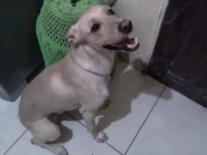 Cachorro raça Srd idade 1 ano nome Théo