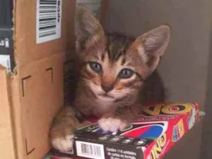 Gato raça  idade Abaixo de 2 meses nome Geraldine 
