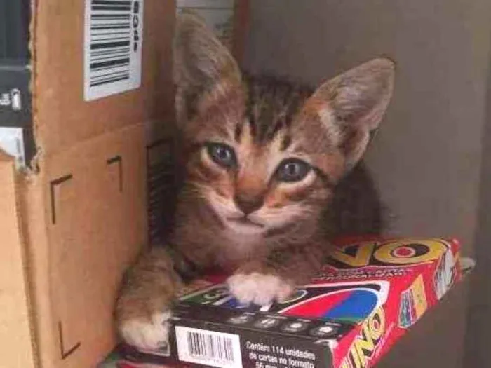 Gato ra a  idade Abaixo de 2 meses nome Geraldine 