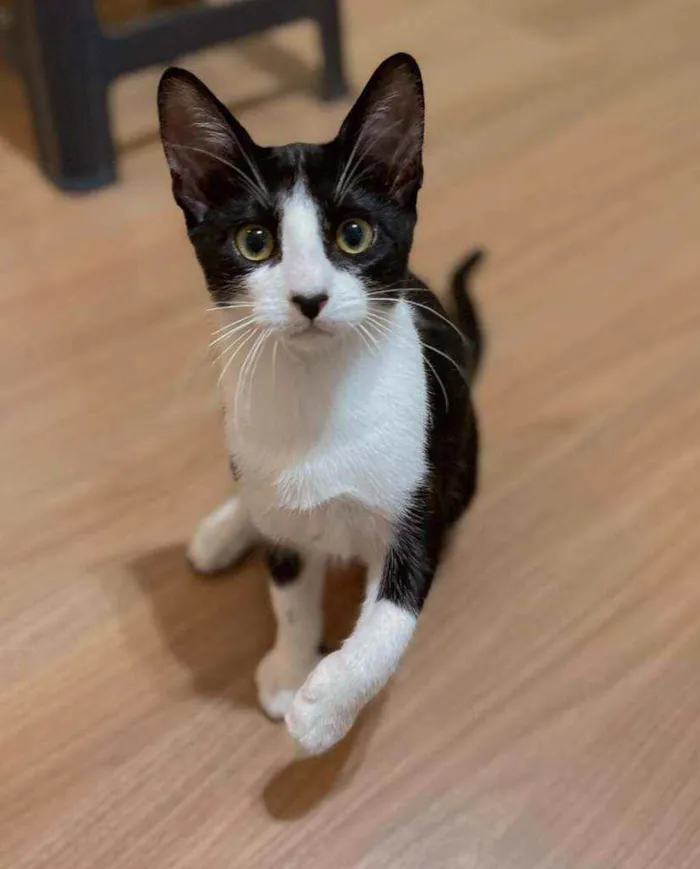 Gato ra a srd idade 2 a 6 meses nome Sansão
