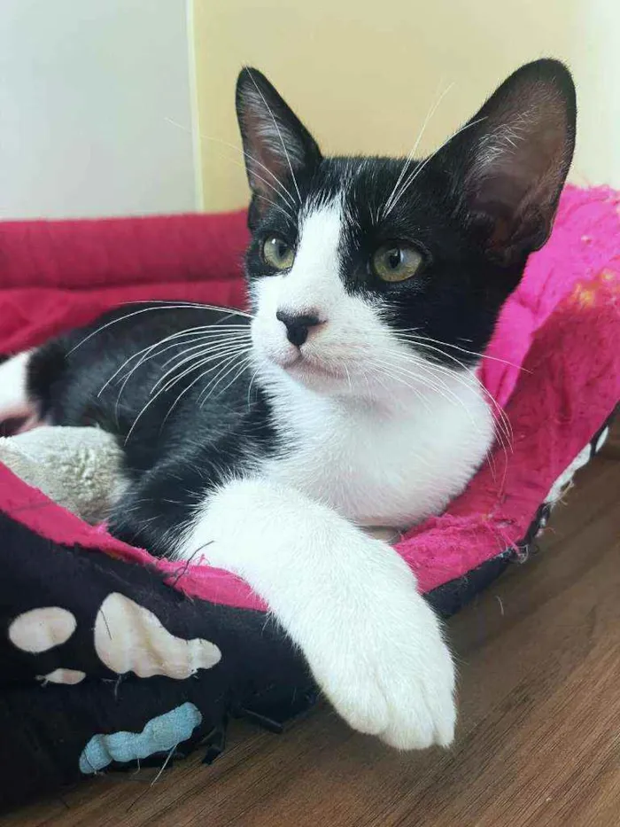 Gato ra a srd idade 2 a 6 meses nome Sansão