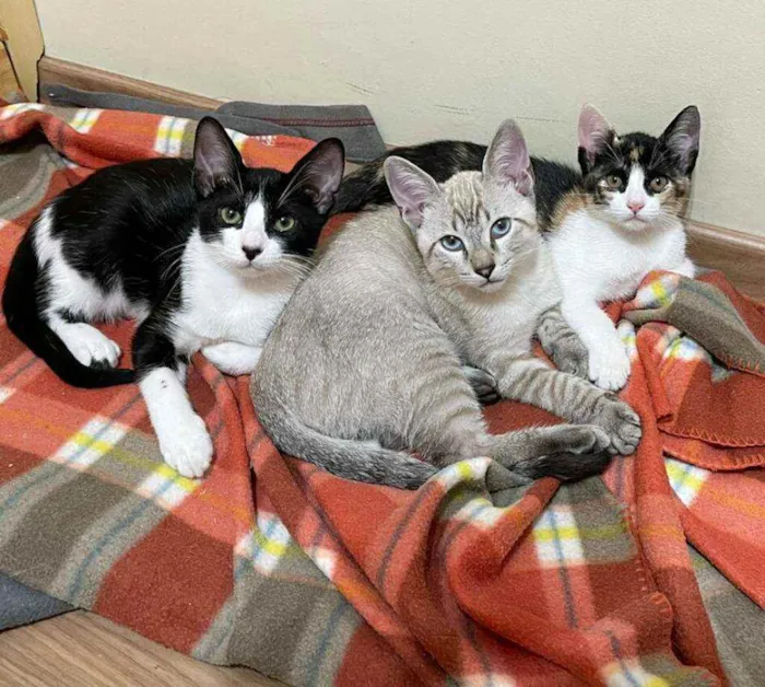 Gato ra a srd idade 2 a 6 meses nome Sansão