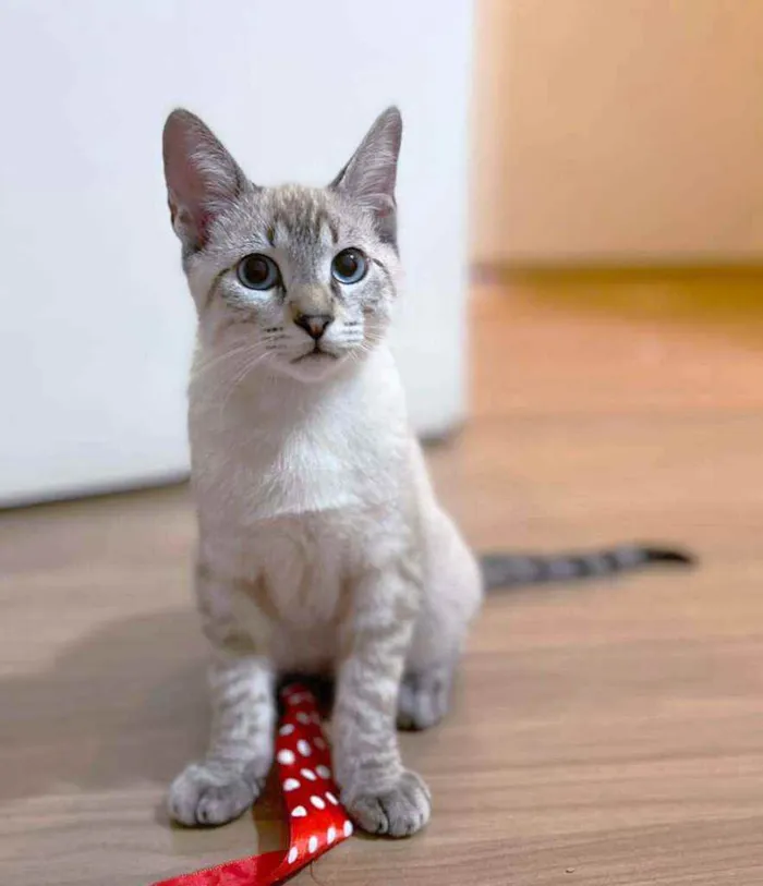 Gato ra a srd idade 2 a 6 meses nome Thor