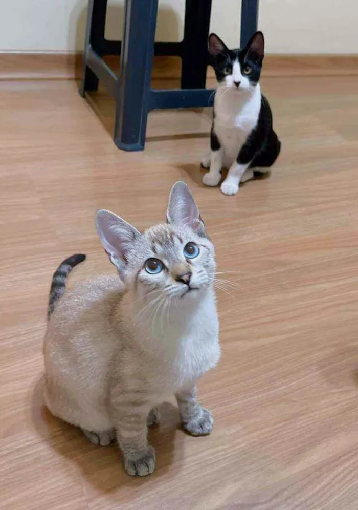 Gato ra a srd idade 2 a 6 meses nome Thor
