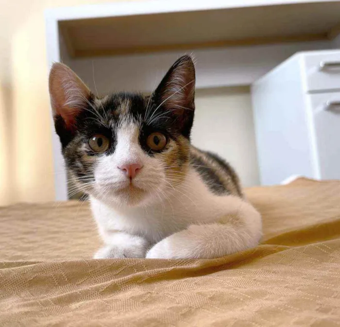 Gato ra a srd idade 2 a 6 meses nome Pitty