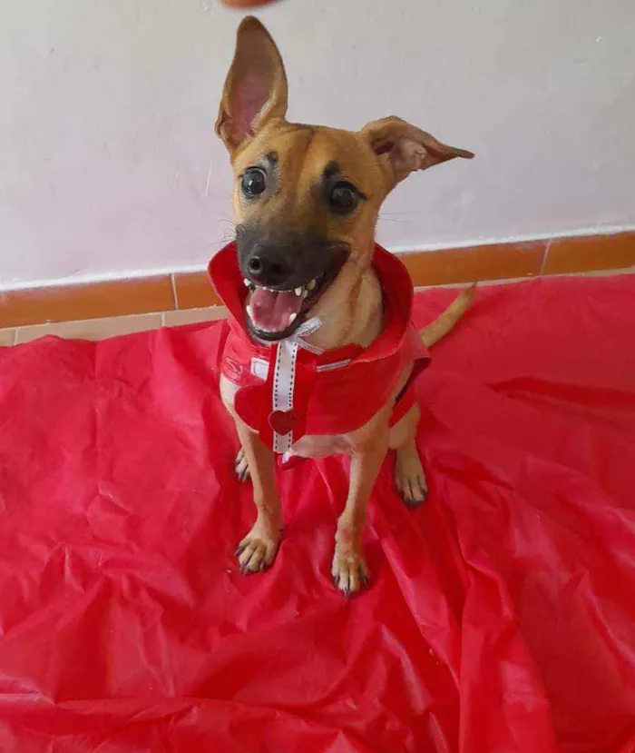Cachorro ra a SRD idade 1 ano nome Bidu