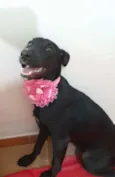 Jaque