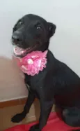 Jaque