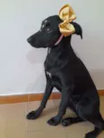 Jaque