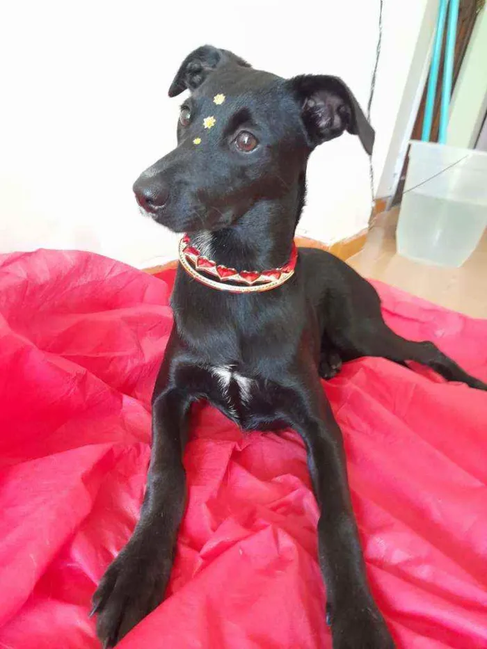 Cachorro ra a Srd idade 7 a 11 meses nome Jaque