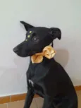 Jaque