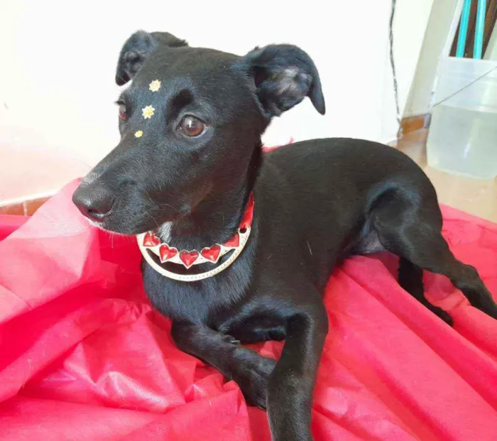 Cachorro ra a Srd idade 7 a 11 meses nome Jaque