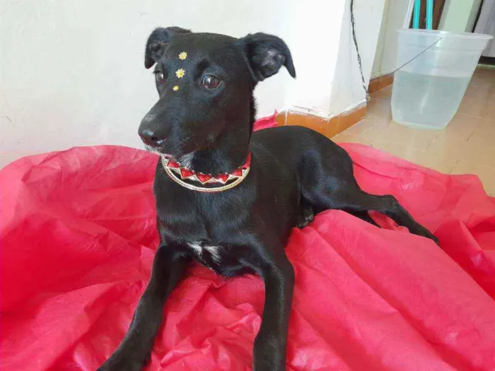 Cachorro ra a Srd idade 7 a 11 meses nome Jaque