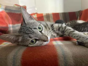 Gato raça srd idade 1 ano nome Jady