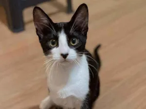 Gato raça srd idade 2 a 6 meses nome Sansão
