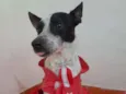 Cachorro raça Vira lata idade 1 ano nome Costelinha 