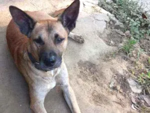 Cachorro raça Srd idade 1 ano nome Rambi