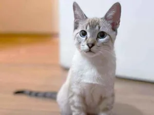 Gato raça srd idade 2 a 6 meses nome Thor