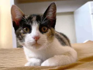 Gato raça srd idade 2 a 6 meses nome Pitty