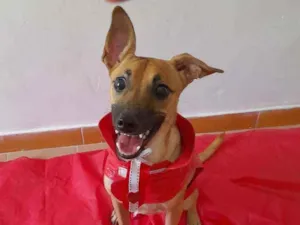 Cachorro raça SRD idade 1 ano nome Bidu