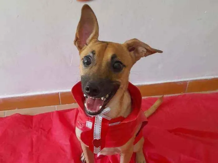 Cachorro ra a SRD idade 1 ano nome Bidu