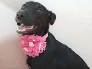 Cachorro raça Srd idade 7 a 11 meses nome Jaque