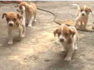 Cachorro raça Viralata idade 2 a 6 meses nome Não tem nome