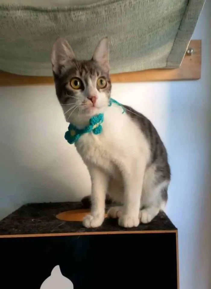 Gato ra a srd bicolor idade 2 a 6 meses nome * BABY *