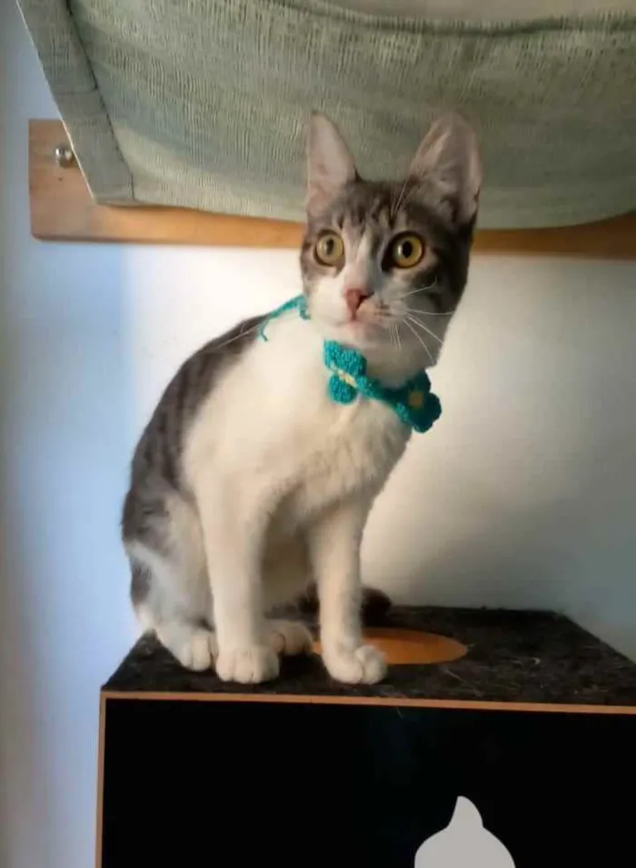 Gato ra a srd bicolor idade 1 ano nome BABY