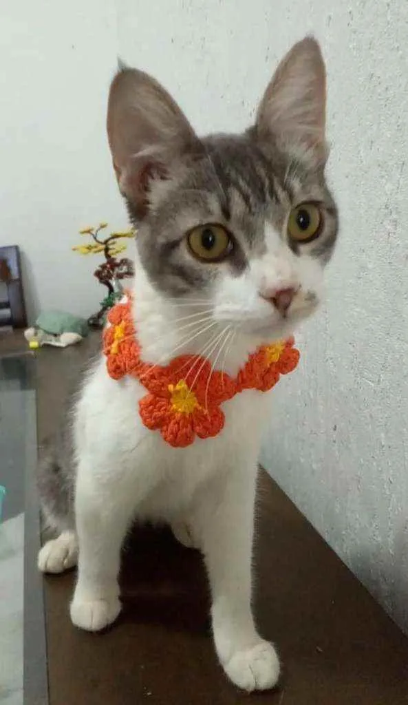 Gato ra a srd bicolor idade 1 ano nome BABY