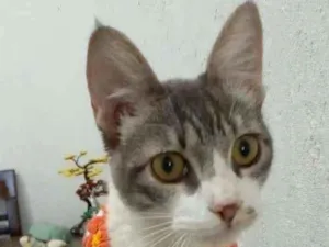 Gato raça srd bicolor idade 2 a 6 meses nome * BABY *